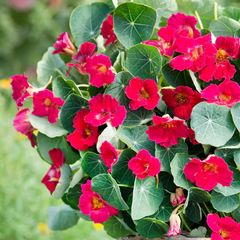 (N) Nasturtium Cherry Rose seeds 3g (415465)