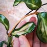 Hoya Carnosa 'Marlea' Image 2