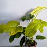 Philadendron Golden Violin Plant Image 4
