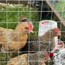 Very small bantam breed Image 2
