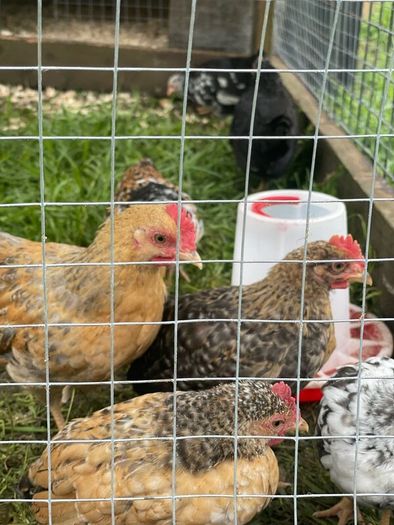 Very small bantam breed