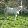 Belclare , 5 Star Ram ,Ewe Hoggets Image 8