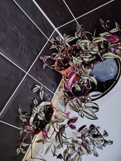 Tradescantia zebrina