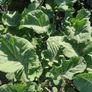Taunton Deane Kale (Perennial) Image 2
