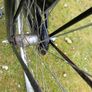 Retro high nelly style ladies bike Image 5