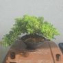 Juniper Bonsai Tree Image 5