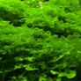 SuBwassertang (Lomariopsis lineata) 80ml 5 cups Image 4