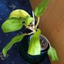 Philodendron Malaya Gold - Image 3