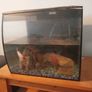 fish Image 2