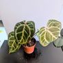 Anthurium Crystallinum plant Image 3