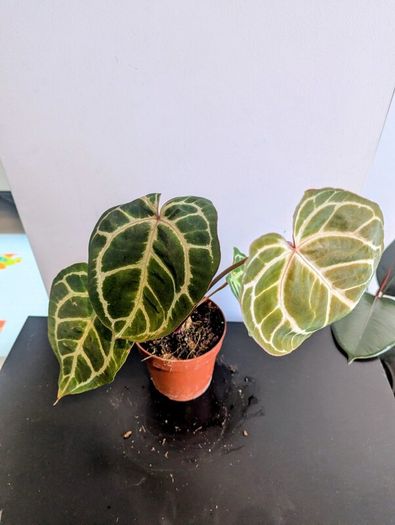 Anthurium Crystallinum plant