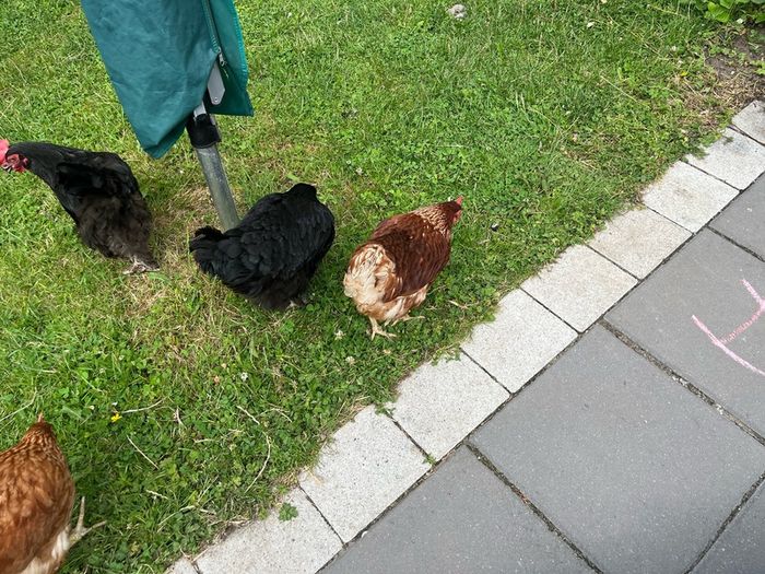 chicken