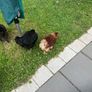 chicken Image 5