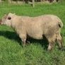 Cross bred hogget rams for sale Image 8