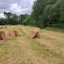 Small square bales of hay Image 3