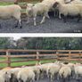 Ewe Hoggets for sale Image 6