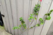 garden plants