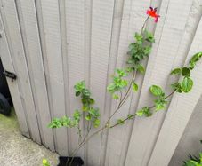 garden plants
