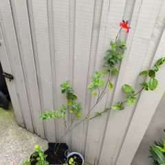 garden plants