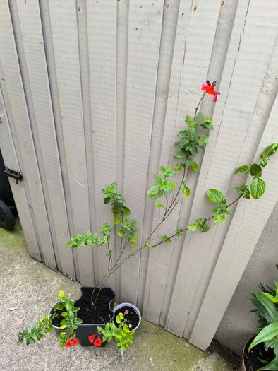 garden plants
