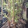 Black stemmed bamboo Image 7