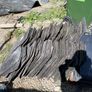 roof slates Image 2