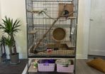Chinchila looking for new home