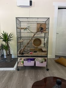 Chinchila looking for new home