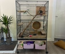 Chinchila looking for new home