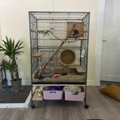 Chinchila looking for new home