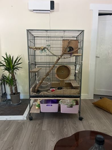 Chinchila looking for new home