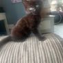 kittens Image 3