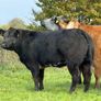 15 super breeding heifers for tullamore mart 26th Image 5