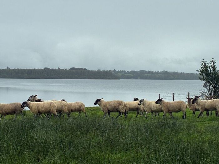 Mule Hoggets