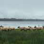 Mule Hoggets Image 7