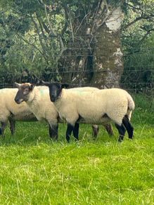 Super hoggets for sale -Suffolk/ mule / cross bred