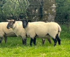 Super hoggets for sale -Suffolk/ mule / cross bred