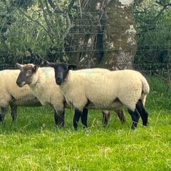 Super hoggets for sale -Suffolk/ mule / cross bred
