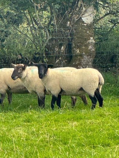 Super hoggets for sale -Suffolk/ mule / cross bred