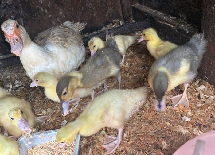 6 week old Muscovy ducklings