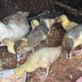 8 week old Muscovy ducklings Image 2