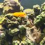 Aqua nano 40 Image 2