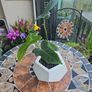 Philodendron Golden Dragon- house plant - indoor plant Image 2