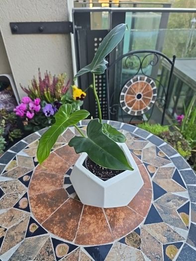 Philodendron Golden Dragon- house plant - indoor plant