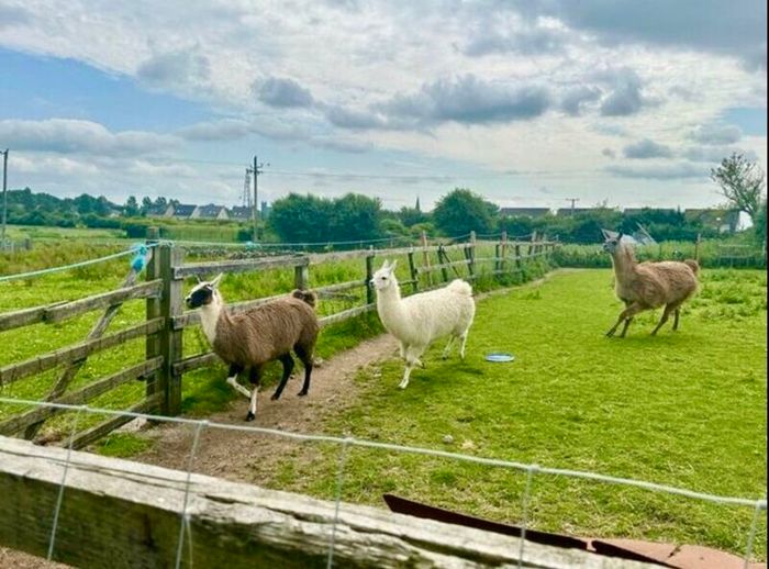 Llamas for sale