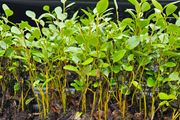Griselina Hedging One Euro