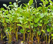 Griselina Hedging One Euro