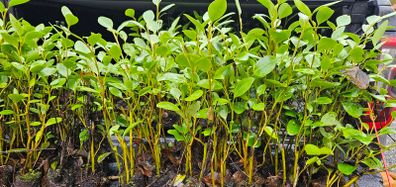 Griselina Hedging One Euro