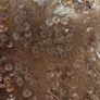 Simply Divine Champagne Debs  / Occasion Dress/ TY ball dress Image 5