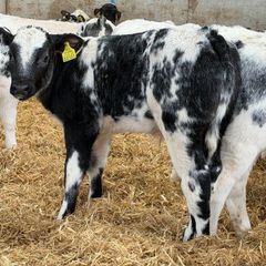 22 Top Grade Blue Bulls